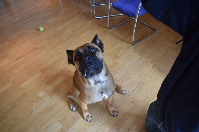 пес в комнате