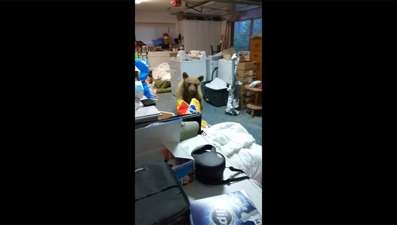 Медведь забрался в гараж ради собачьего корма Медведь забрался в гараж ради собачьего корма