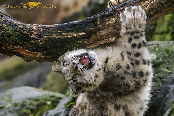 Young Snow Leopard