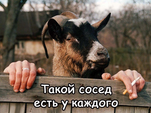 Утро понедельника в животном саду веселые картинки,животные,позитив,Смешные животные