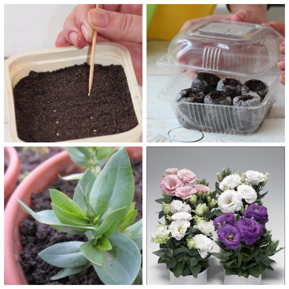 Апрельские посевы цветов и декоративных растений