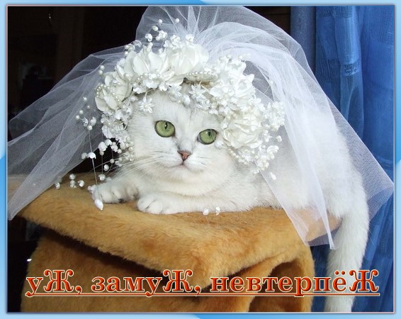 Забавности :) (49 штук)