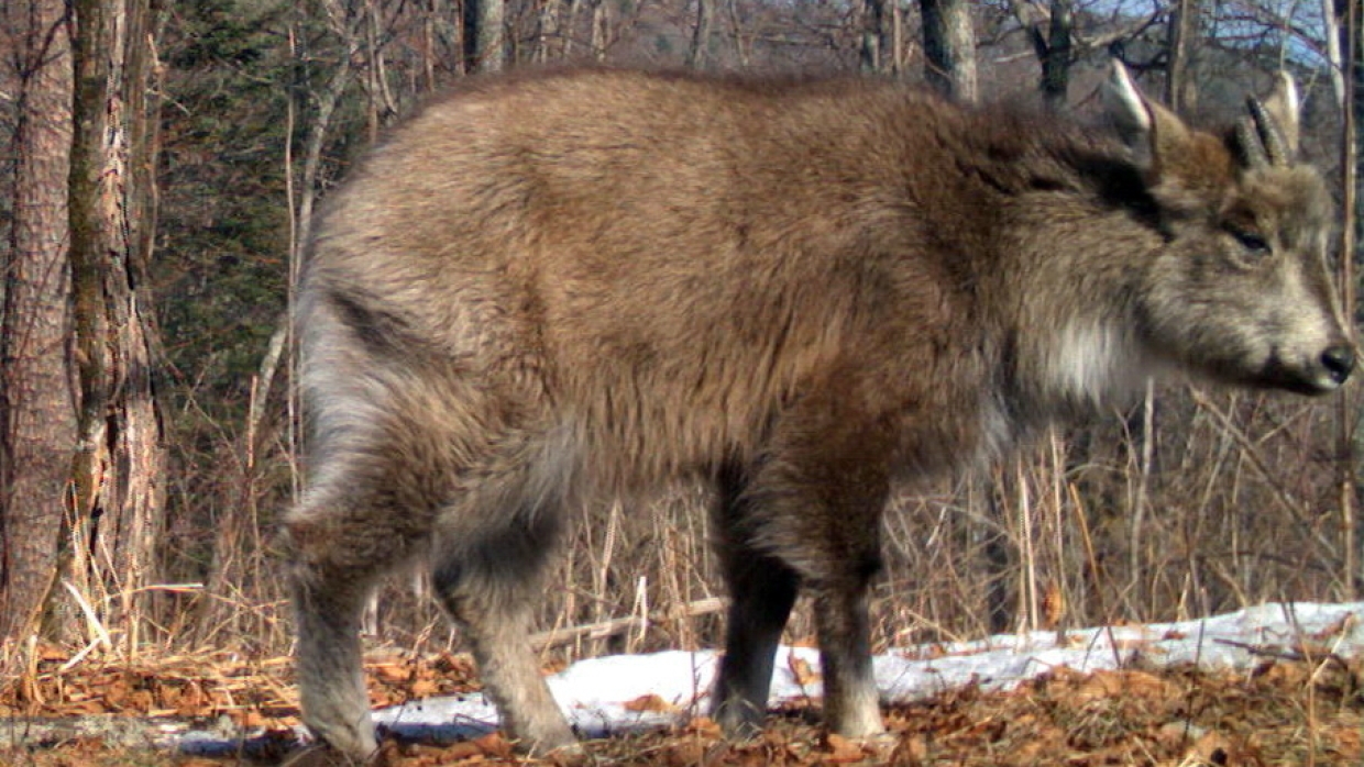 Какие животные обитают в екатеринбургском. Амурский горал Приморский край. Амурский горал Востока России. Амурский горал красная книга. Животные Амурской области горал.