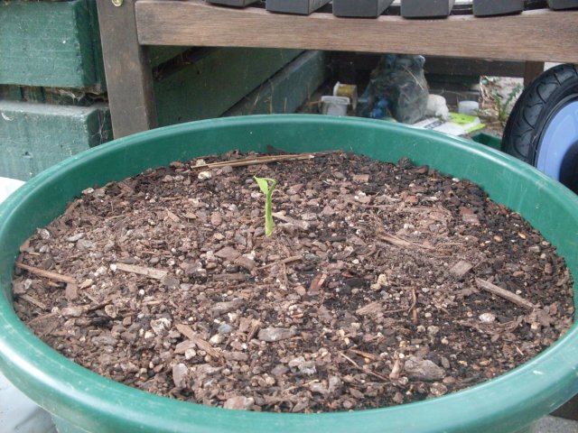 Как вырастить имбирь на даче – все о посадке, уходе и хранении Как вырастить имбирь на даче – все о посадке, уходе и хранении