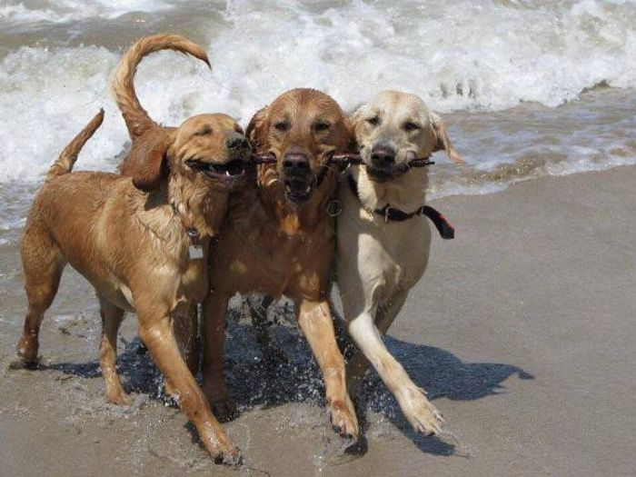 Подборка картинок. Вечерний выпуск (60 фото)