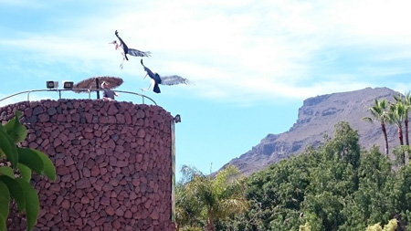 Парки Тенерифе