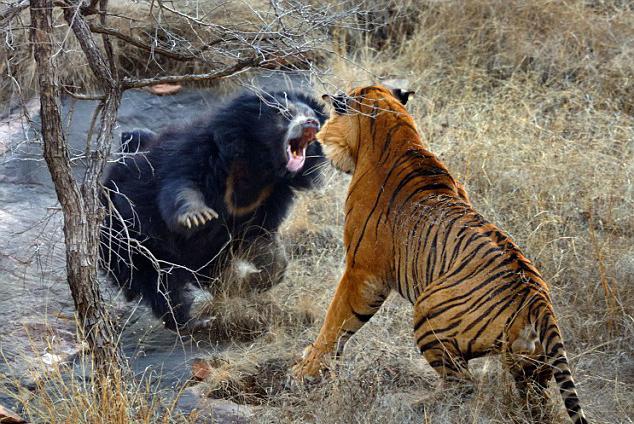 Кто сильнее — медведь или тигр? Хищники в природе