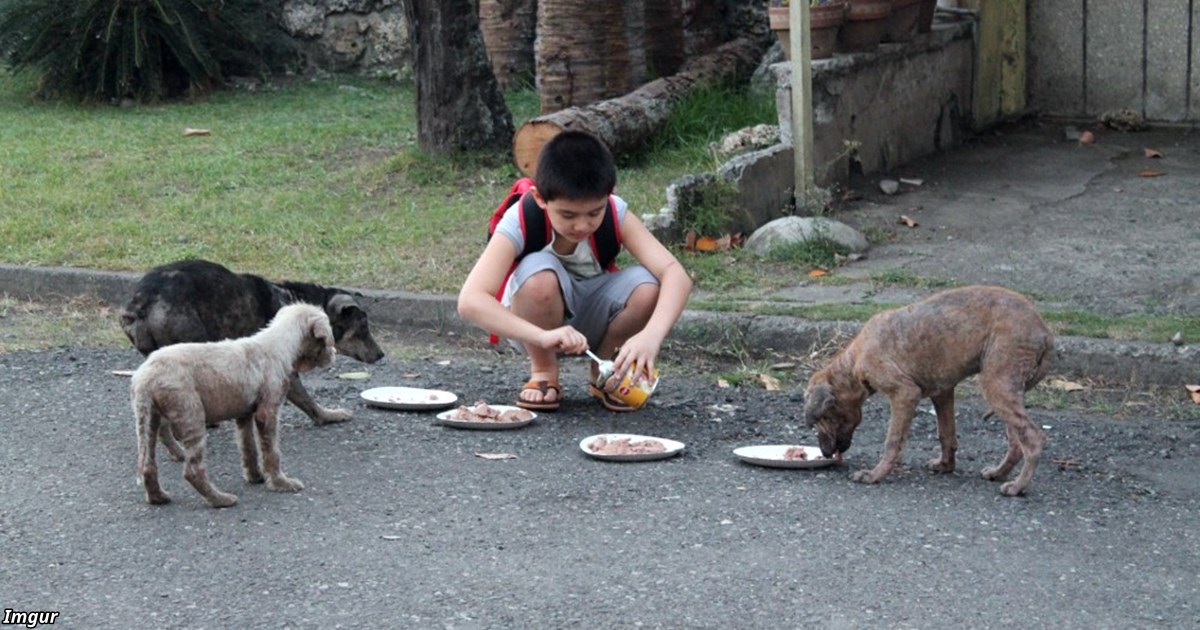 Мальчик тратил карманные деньги на еду для бездомных собак. А в 9 лет открыл приют