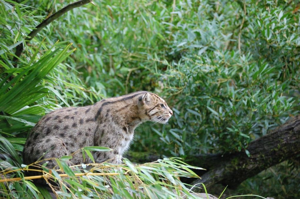 Кошка-рыболов (лат. Prionailurus viverrinus)