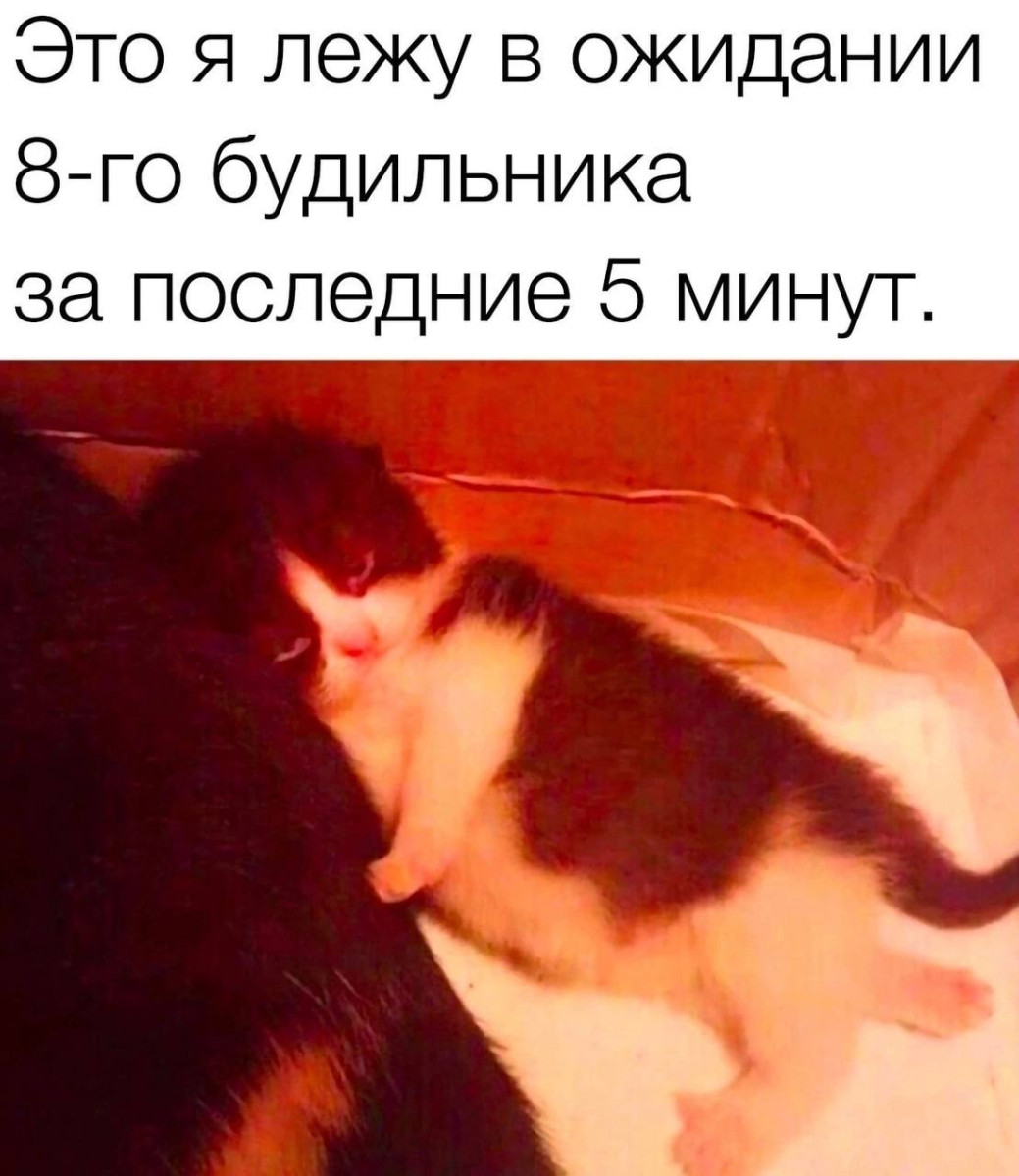 Бодрые, смешные картинки с надписями для хорошего настроения Бодрые, смешные картинки с надписями для хорошего настроения