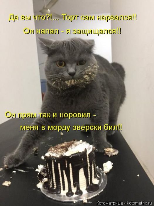 Лучшие котоматрицы за прошедшую неделю