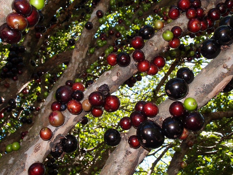 Необычное бразильское виноградное дерево. Фото