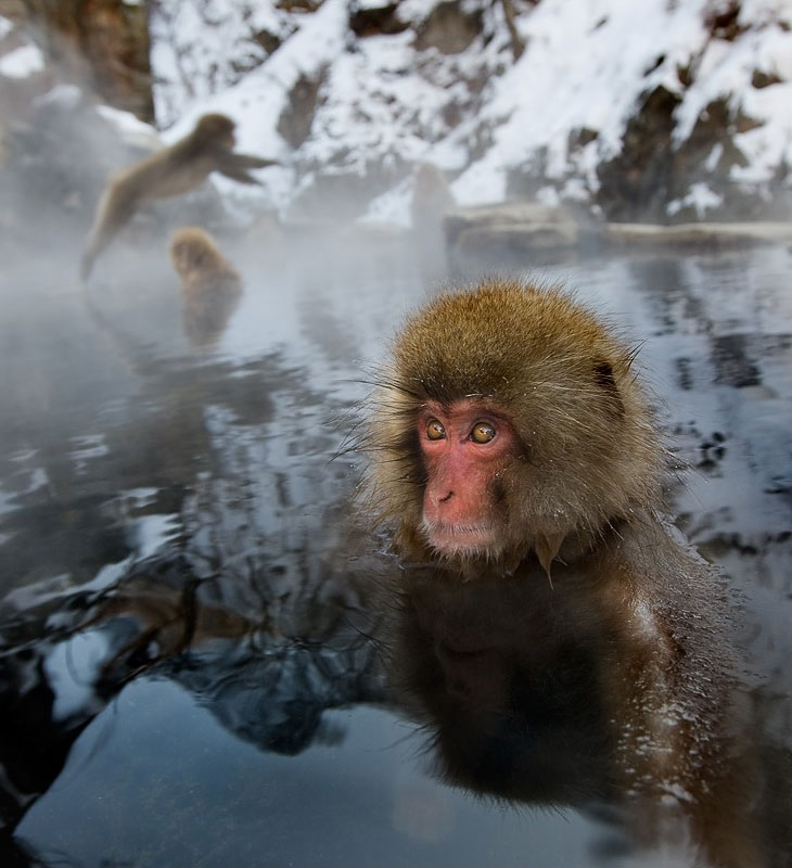 Японские макаки в горячих источниках фото зимой