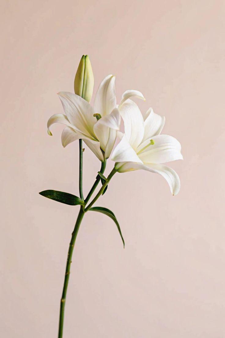 Мимозы, тюльпаны и еще 6 смертельно опасных для кошек цветов кошек, опасны, может, цветы, листья, также, содержат, букеты, судороги, координации, нарушение, очень, части, симптомы, питомцев, цветки, стебли, стоит, марта, рвота