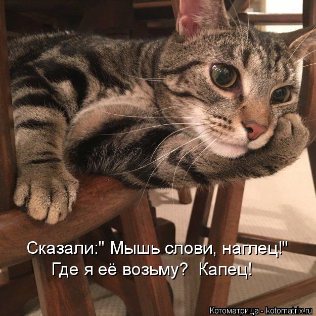 Котоматрица: Сказали:" Мышь слови, наглец!" Где я её возьму?  Капец!