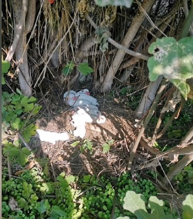 Щенки на земле