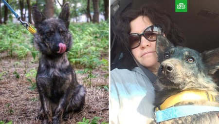 На Украину вернули собаку, задержанных в Керченском проливе, моряков