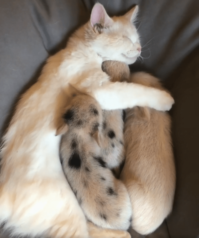 Без кота и жизнь не та