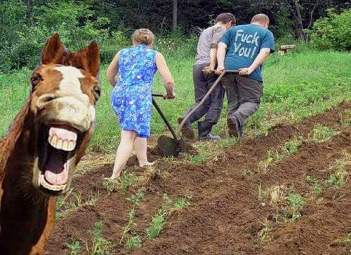 Мужик на даче картинки прикольные