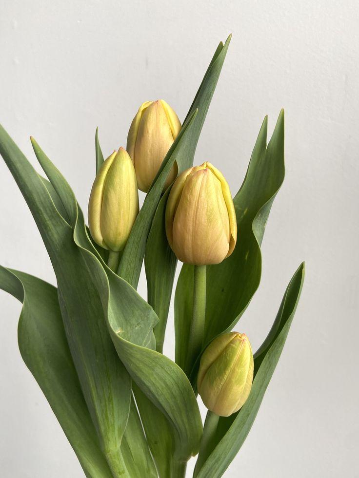 Мимозы, тюльпаны и еще 6 смертельно опасных для кошек цветов кошек, опасны, может, цветы, листья, также, содержат, букеты, судороги, координации, нарушение, очень, части, симптомы, питомцев, цветки, стебли, стоит, марта, рвота