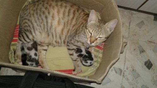 Кошки, которым удобно везде (37 фото)