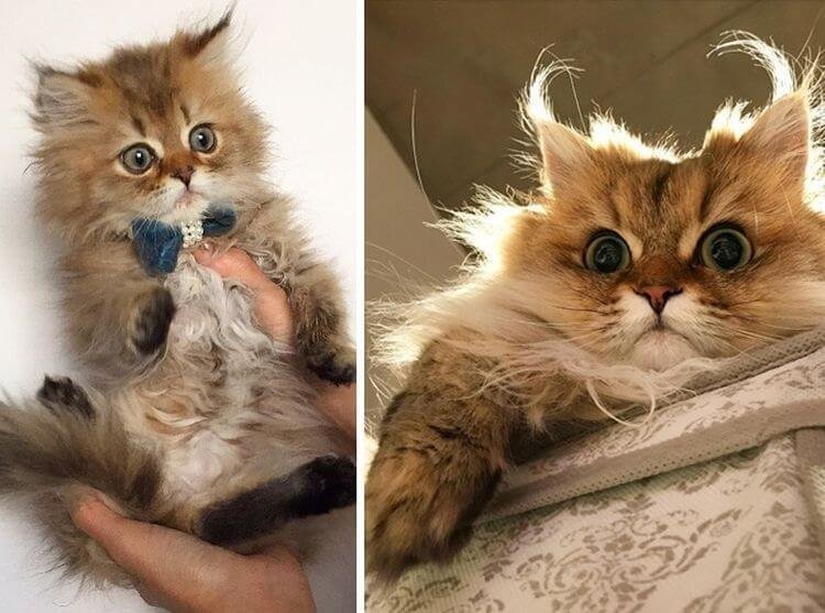 16 доказательств того, что коты растут ну очень быстро кошки, смешные, фотографии
