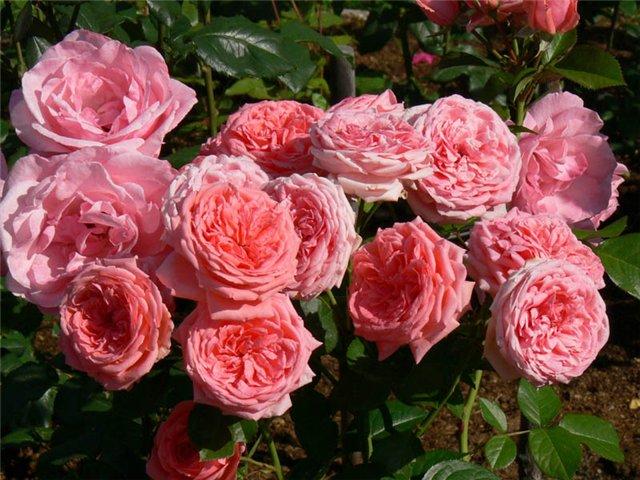 Розы Флорибунда 1