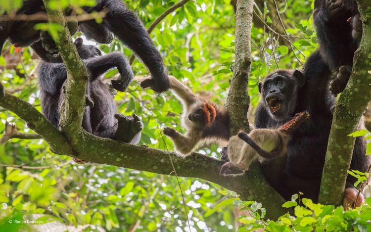 В Уганде шимпанзе объявили войну людям