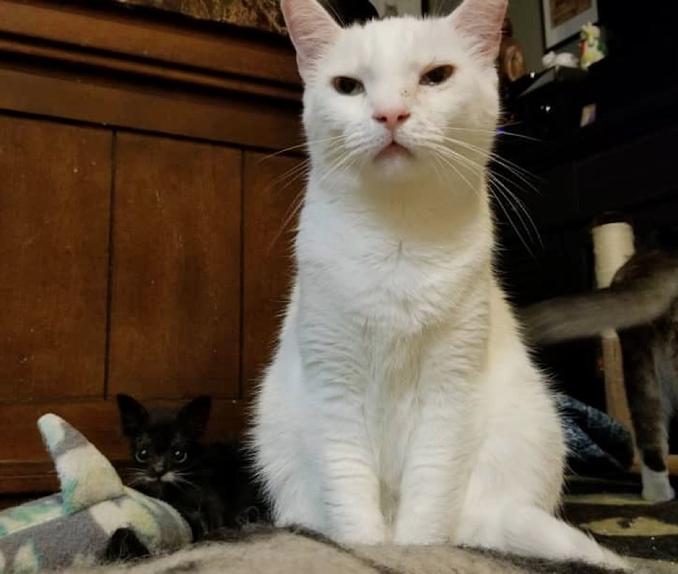 Котёнок размером с суповую ложку решил во что бы то ни стало вырасти большим и сильным Котёнок размером с суповую ложку решил во что бы то ни стало вырасти большим и сильным