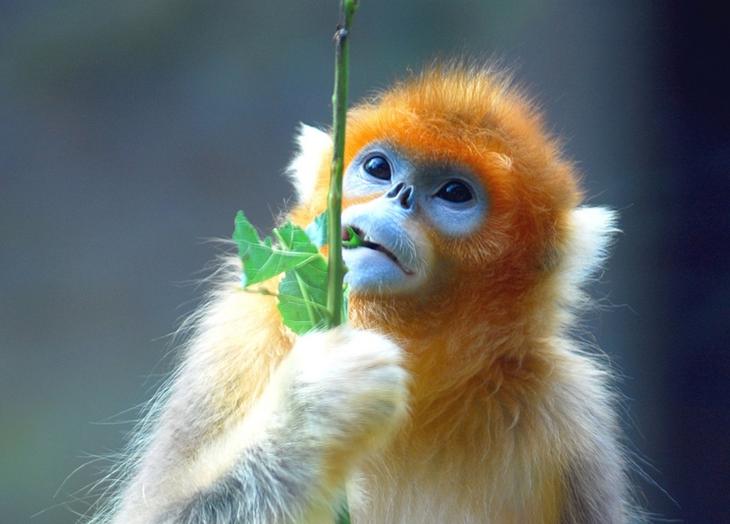 Золотистые курносые обезьяны. Фото