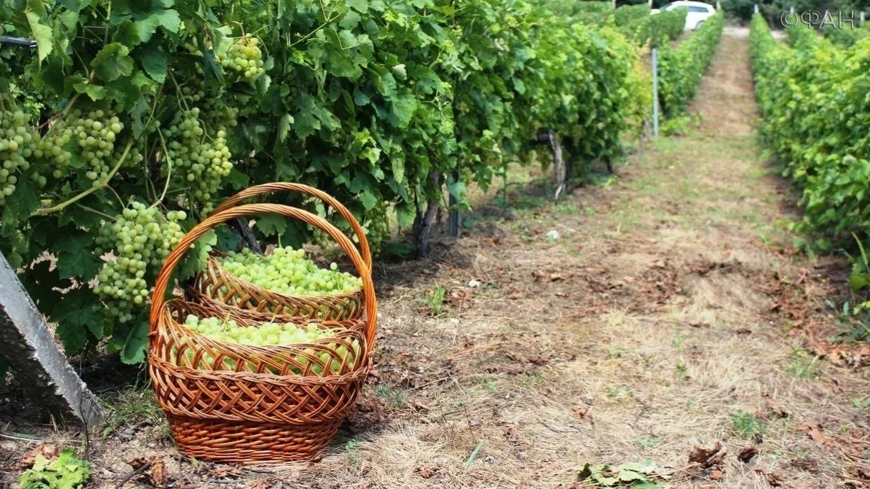 У сельского и винного туризма в России появились перспективы развития, как в Италии У сельского и винного туризма в России появились перспективы развития, как в Италии Общество