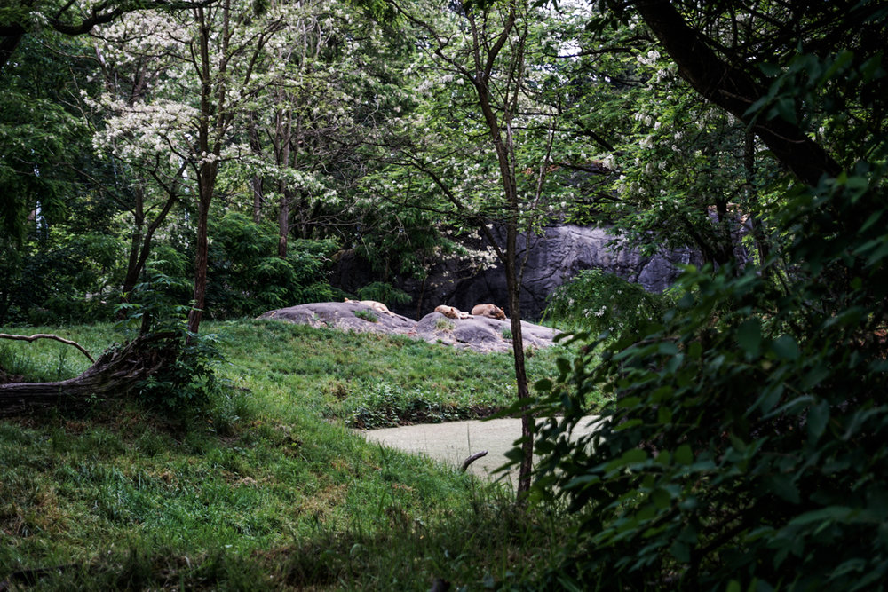 Seattle Washington Woodland Park Zoo-14.jpg