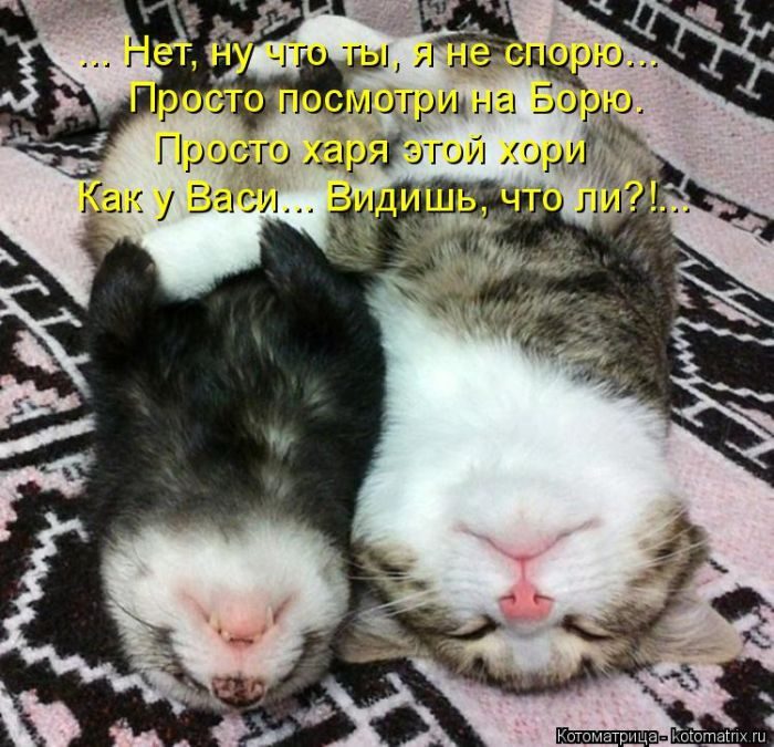Лучшие котоматрицы за прошедшую неделю