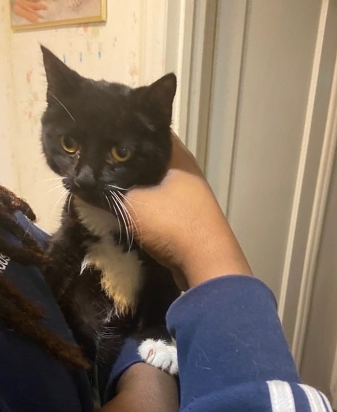 Кошечка на руках