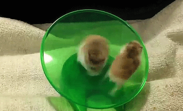 Прикольные и веселые гифки для пятничного настроения Прикольные и веселые гифки для пятничного настроения