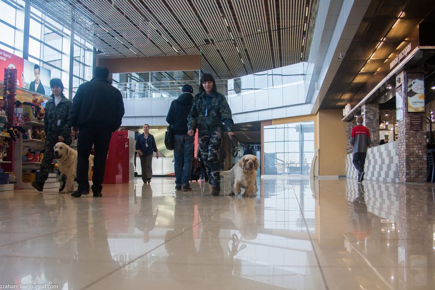 аэропорт, Кинолог, собака, Екатеринбург