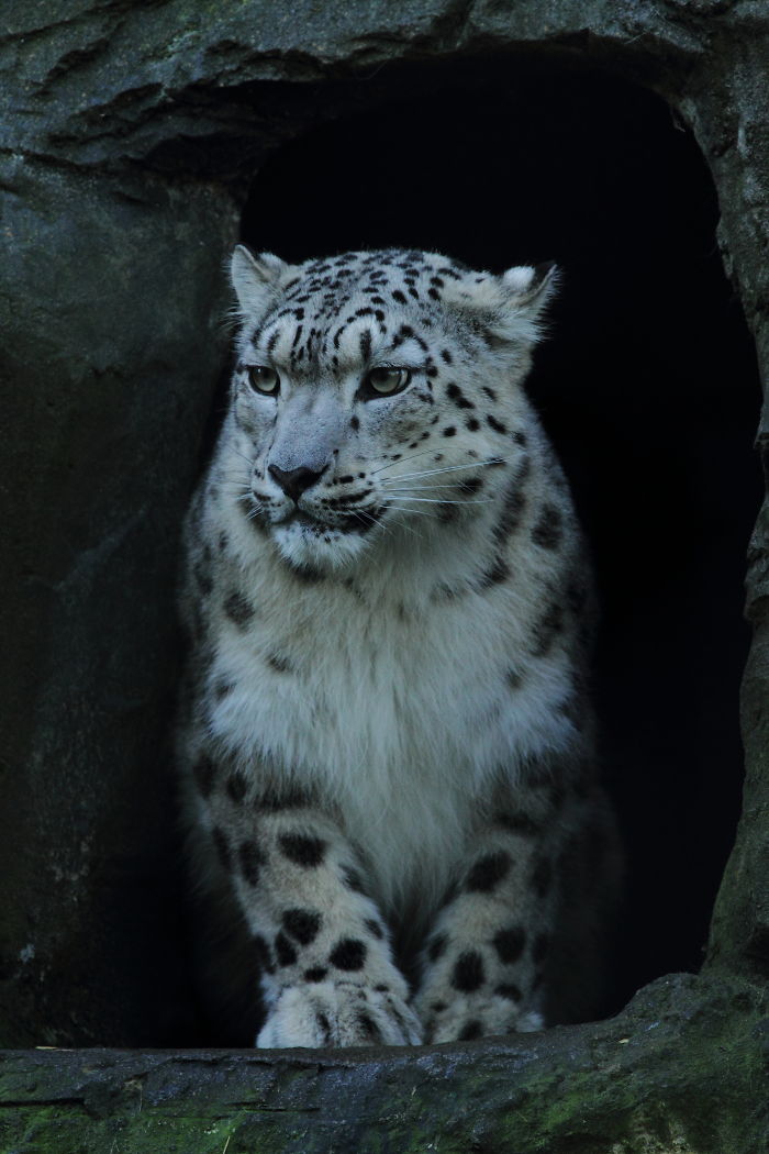 Snow Leopard