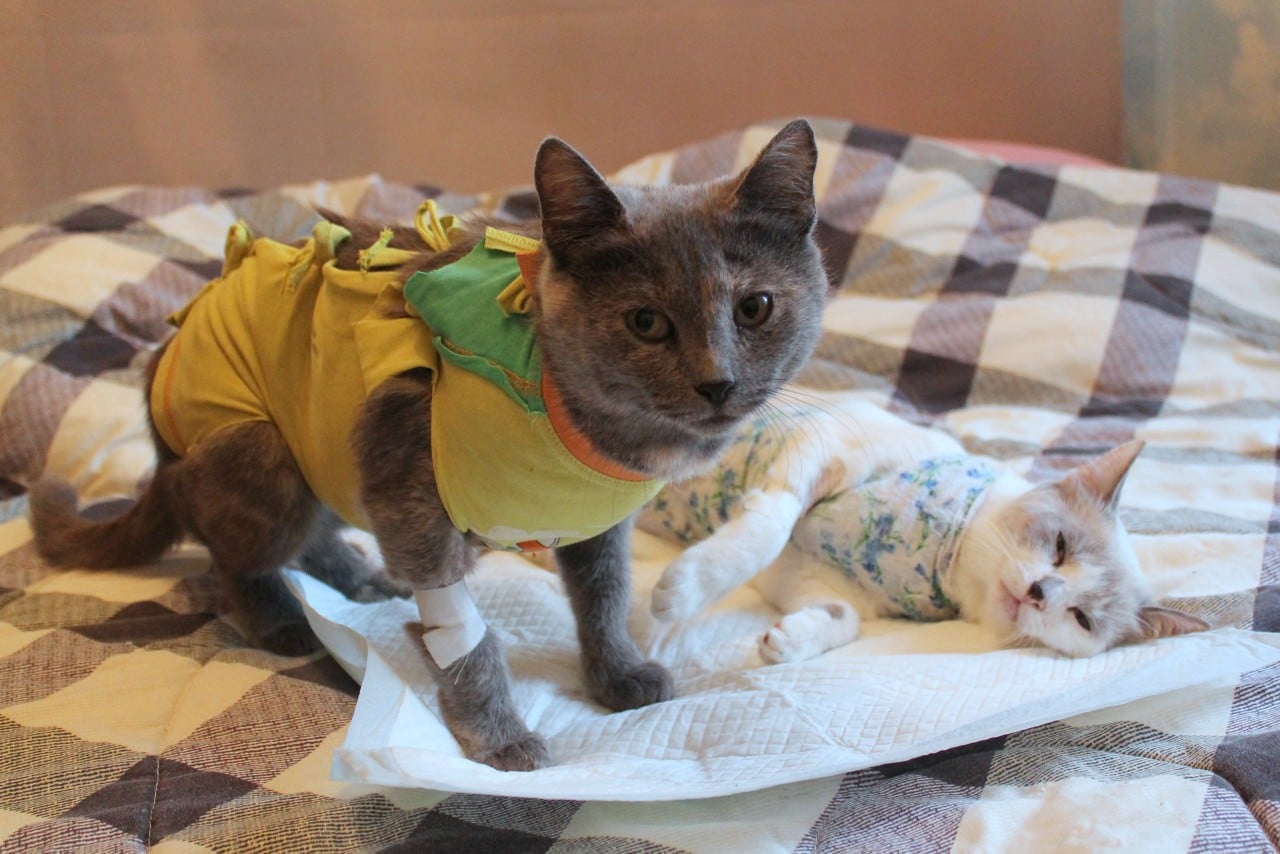 кошка после операции