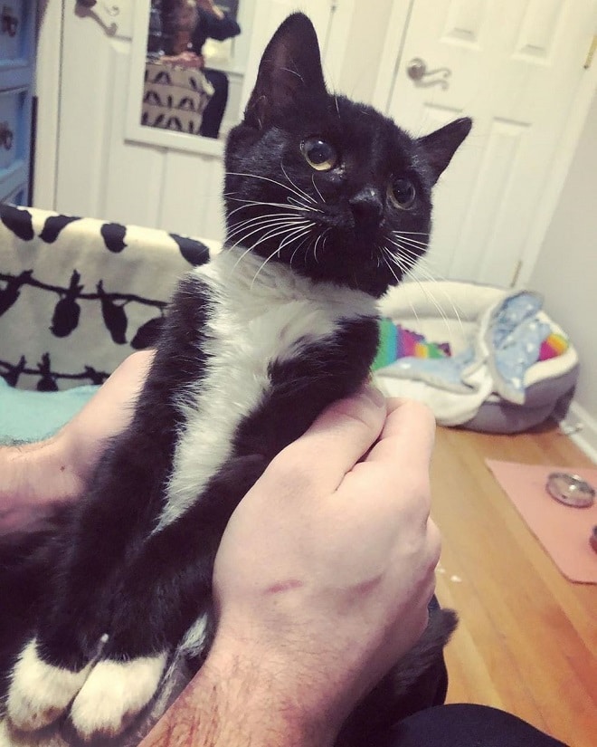 Кошка в доме