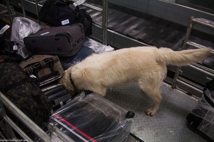 аэропорт, Кинолог, собака, Екатеринбург