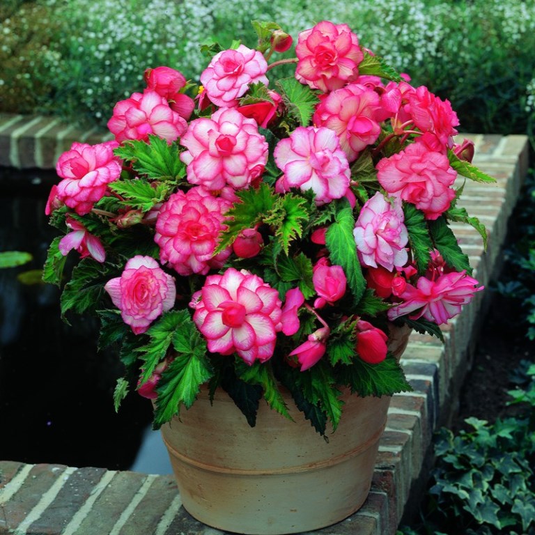 Бегония (сорт Double bouton de rose)