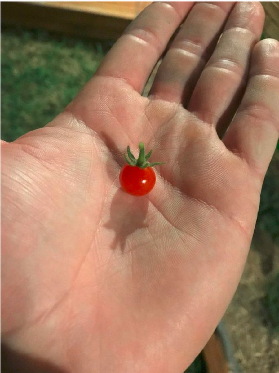 Томат это ягода или фрукт. Маленькие помидоры. Самые маленькие томаты. Смешной помидор. Крошечные помидорки.