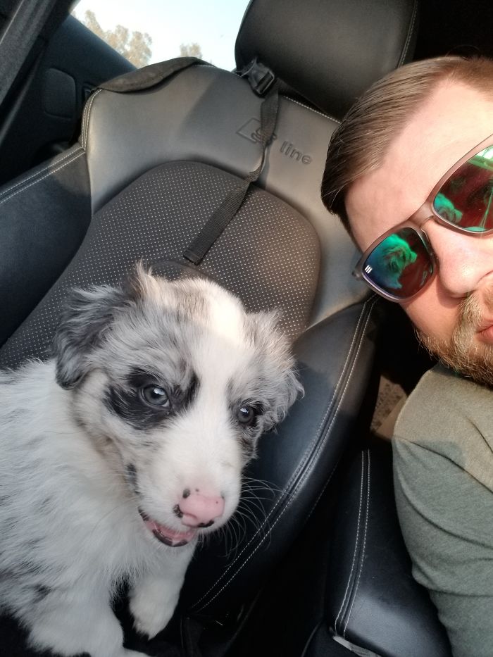 Doc The Aussie Shepherd