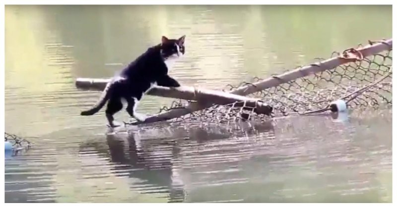 Этого кота не пугают никакие водные преграды! видео, вода, животные, кот, прикол, смелость, целеустремленность