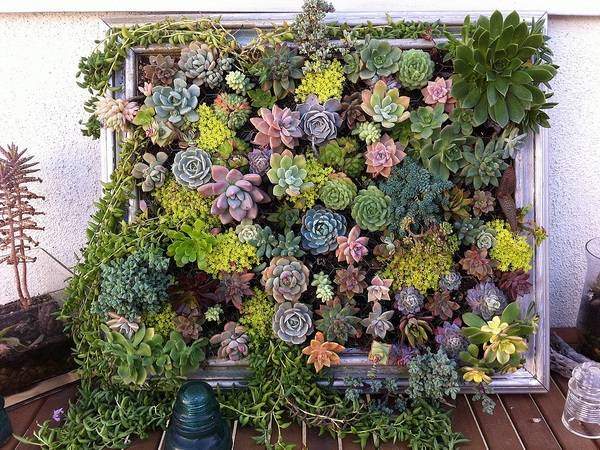 zhivaya-stena-svoimi-rukami