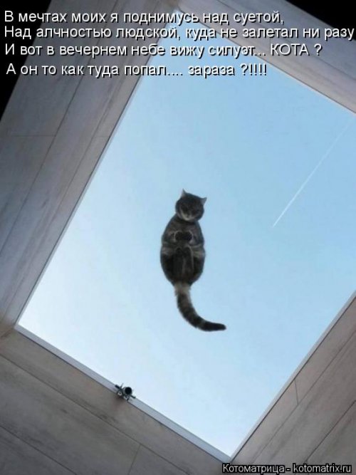 Свежая котоматрица (26 фото)