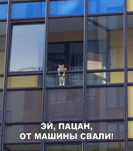 Утро понедельника в животном саду веселые картинки,животные,позитив,Смешные животные