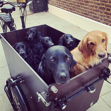 У брата Кейт Миддлтон украли уникальный велосипед, на котором он перевозил пять своих собак Монархи,Британские монархи