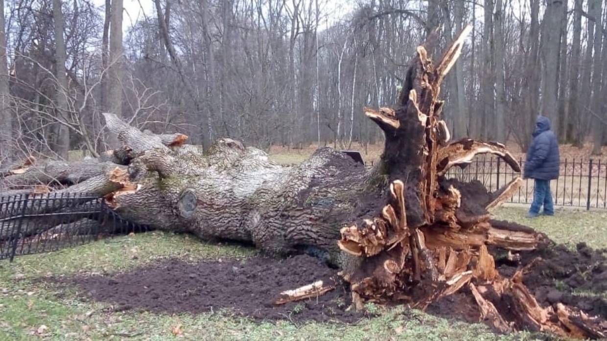 Шквалистый ветер с корнем выдрал 198-летний тургеневский дуб в Орловской области
