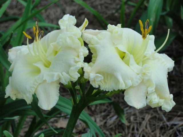 Лилейник сорта «Alpine Ruffles»